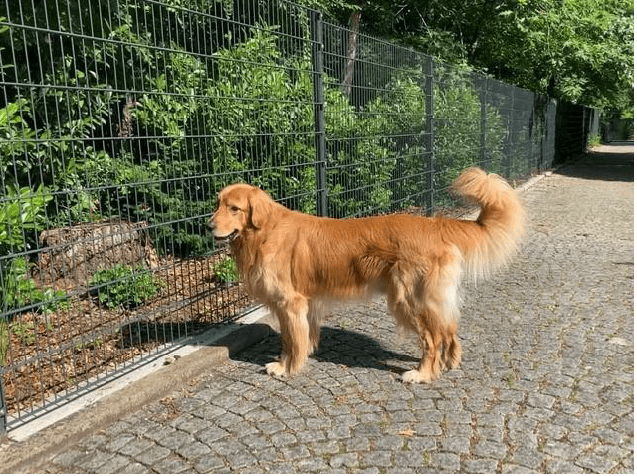 Kuno vom Eichwaldsgrund