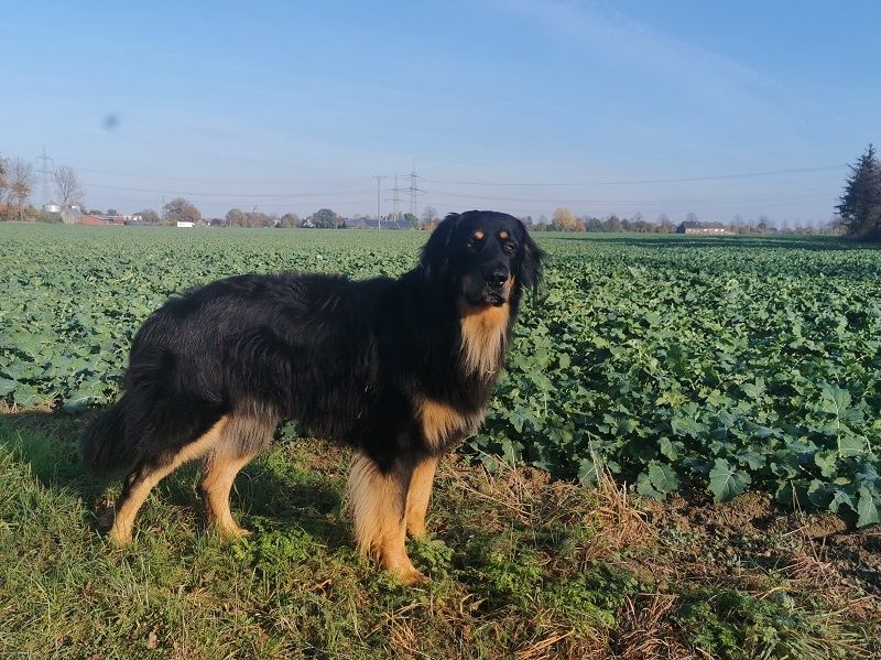 Hachico von der Blauen Stever