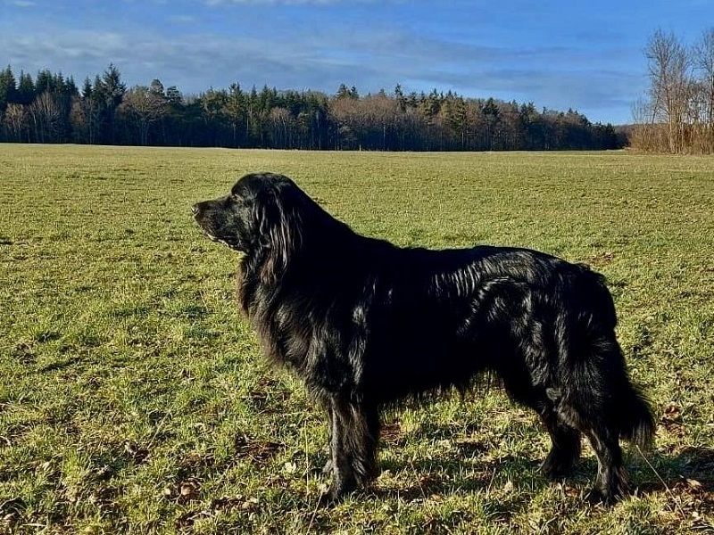 Angus vom Wittringer Mühlenbach