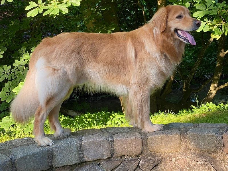 Arylon von der Seeprinzessin