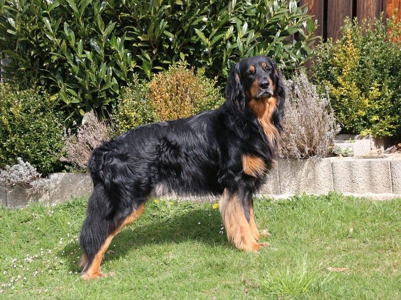 Birko von den wilden Teichen