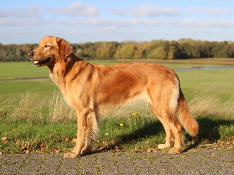 Deela vom Ostenholz