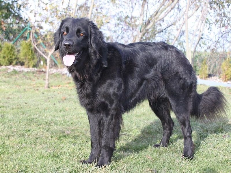 Lillemor von den sechs Linden