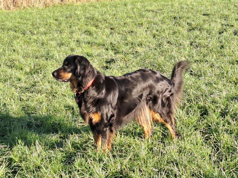 Hovahome´s Freja