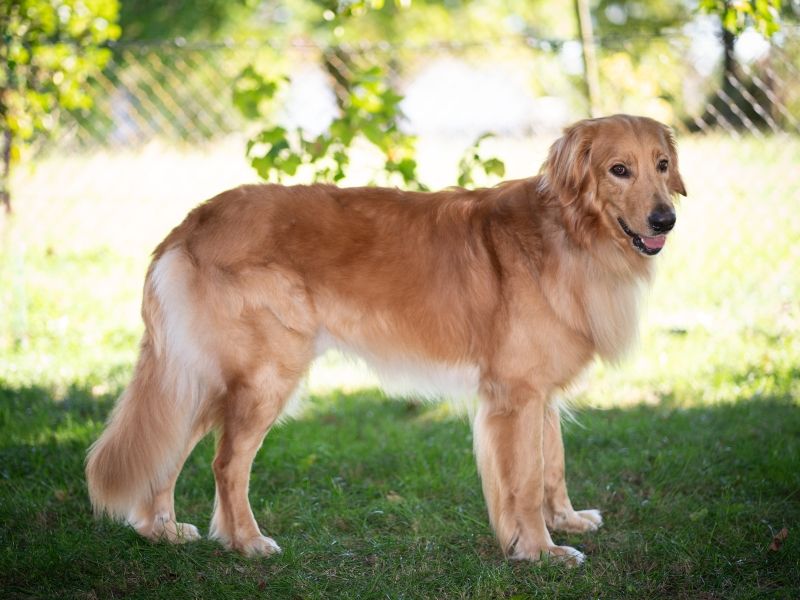 Dexter von der Hüttener Quelle