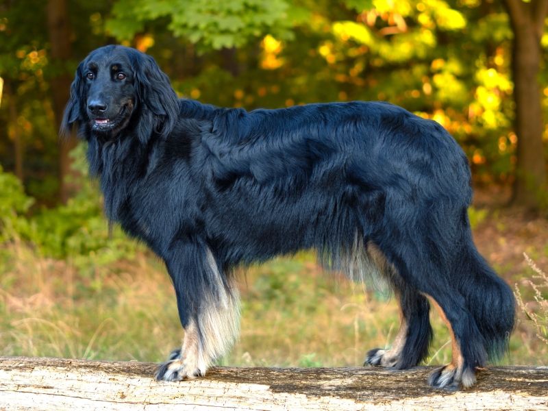 Holly vom Schmollensee