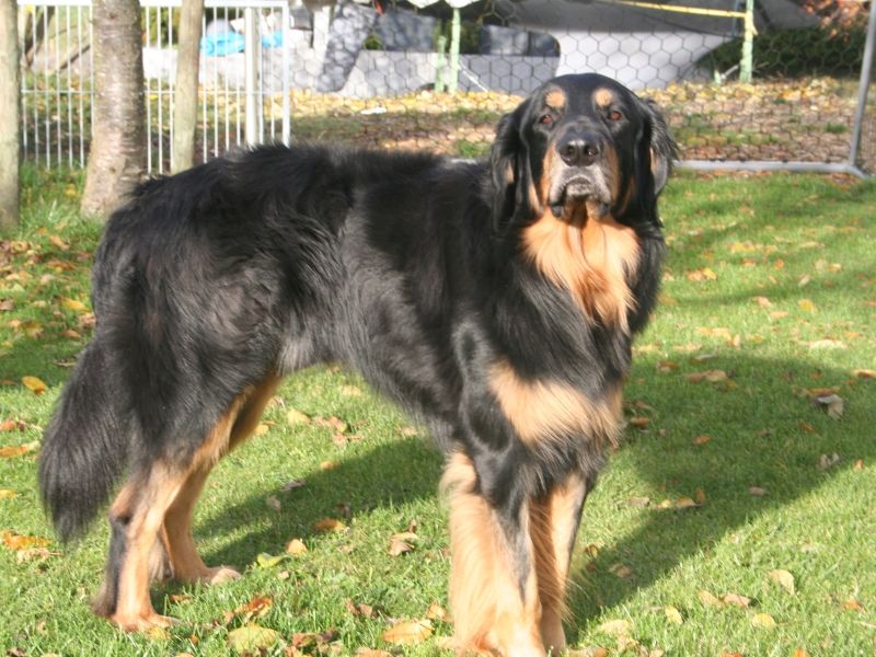 Alrik of Grahamtoon