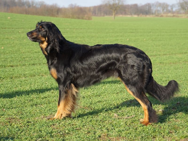 Hanni von den Grander Tannen