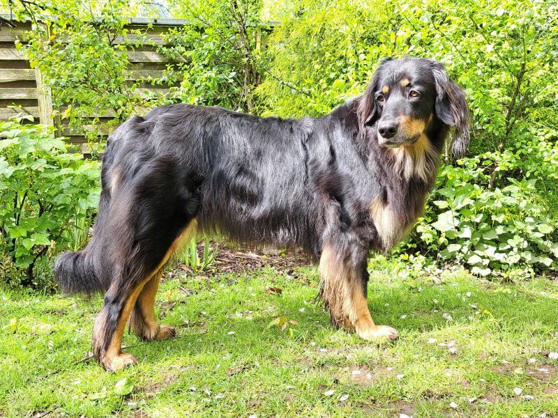 Benja von den wilden Teichen