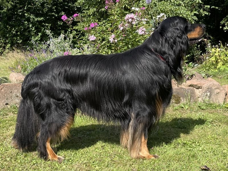 Dante vom Gut Grone