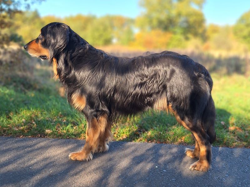 Bastian vom Barker Dreiberg