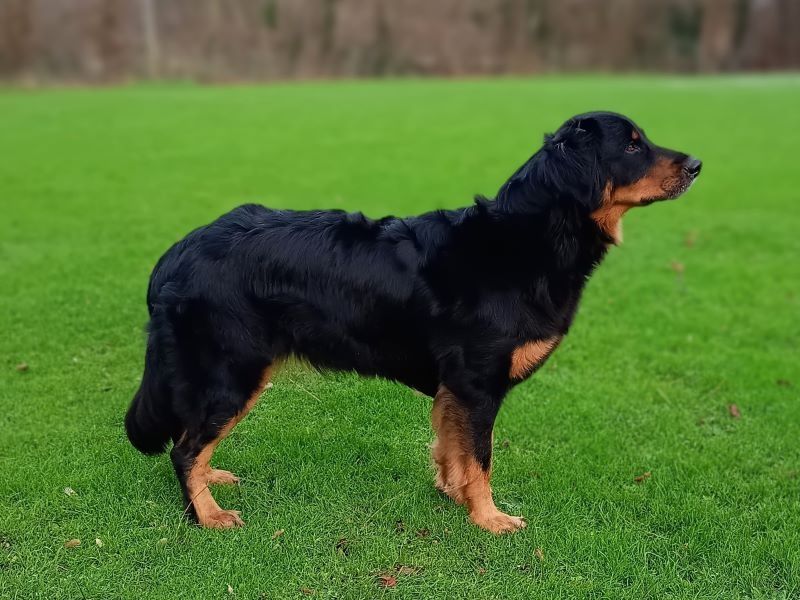 Coco Chanell von Drei wilden Eichen