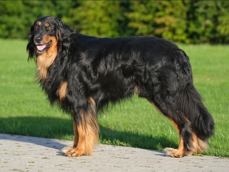 Charly vom Wallauer Grund