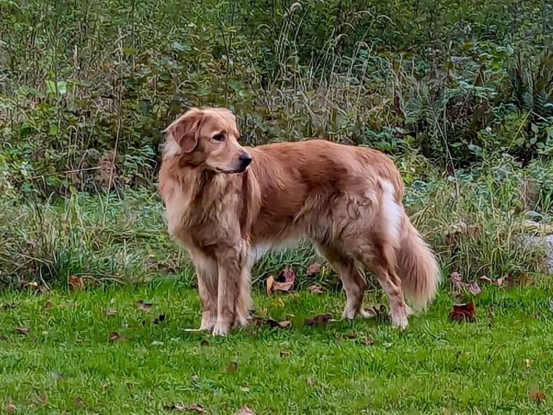 Duke von der Hüttener Quelle
