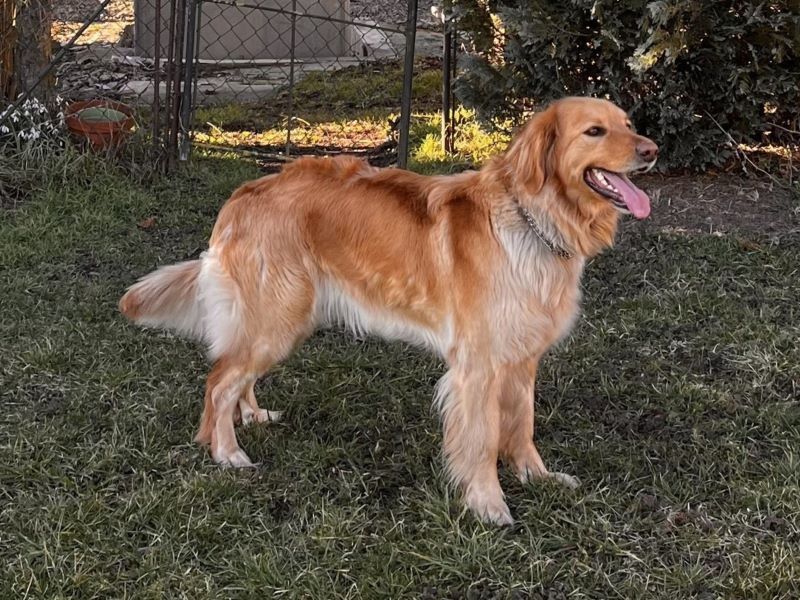 Zelina von Gina's vier Linden