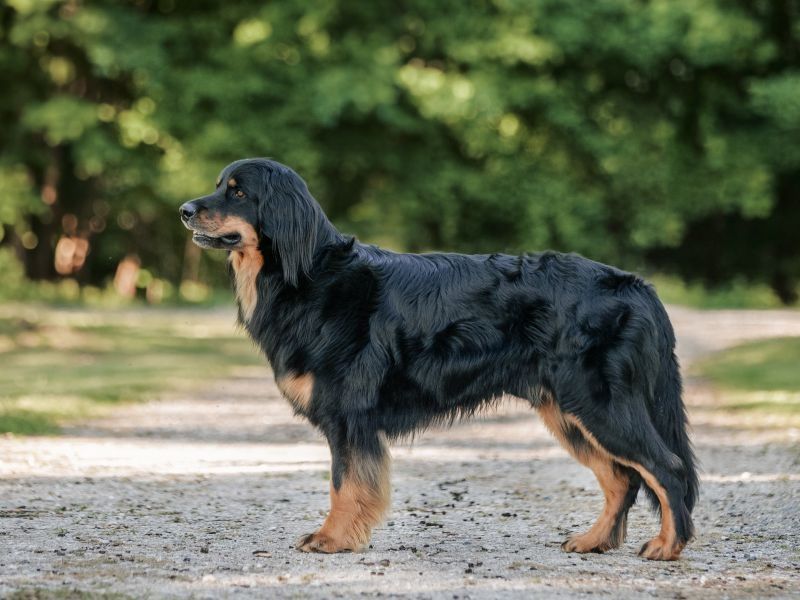 Zafir von Gina's vier Linden