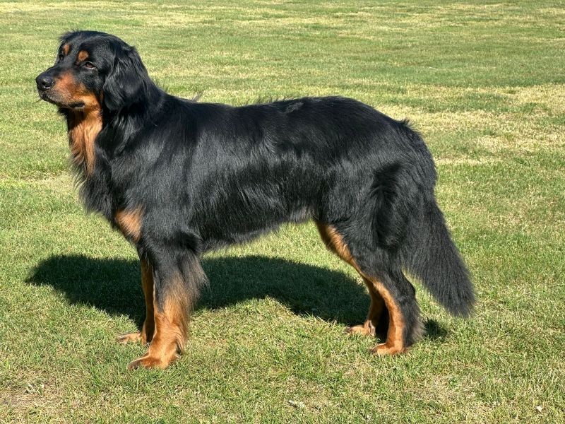 Alex von Jesses Meute