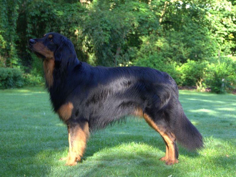 Bossi B. von Jesses Meute