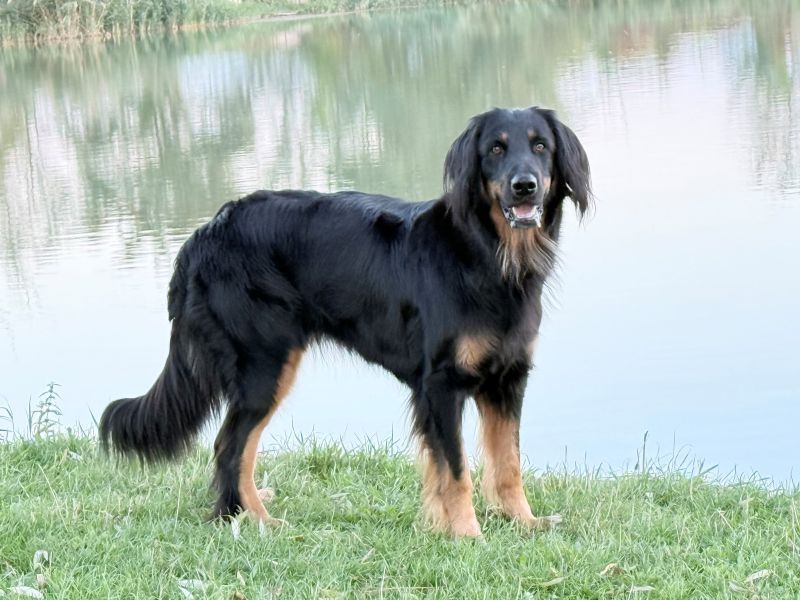 Beauty von der bergischen Tente