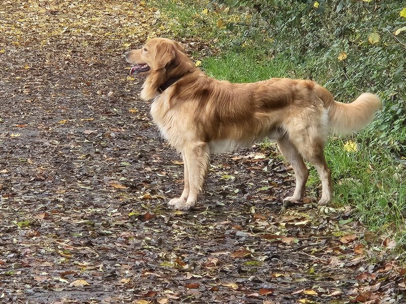Bilbo von Burg-Langenstein
