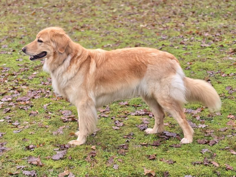 Alani von der Geisheide