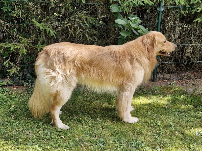Duke vom Schadendorfer Krug