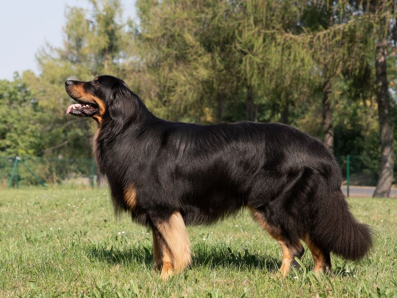 Yamas von Gina's vier Linden