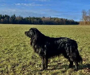 Gallerie Bild