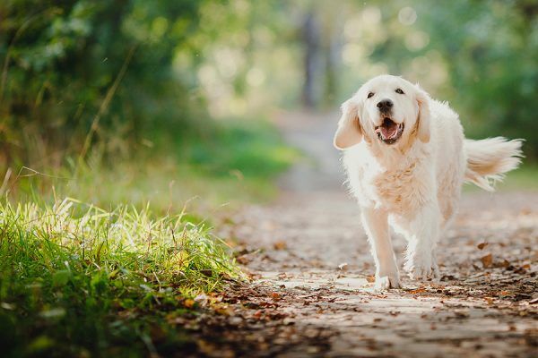 Geräuschangst bei Hunden – wie kann ich meinem Hund an Silvester helfen?